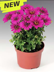 Osteospermum-Magic-Purpl