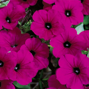 Sanguna-Whispers-Purple