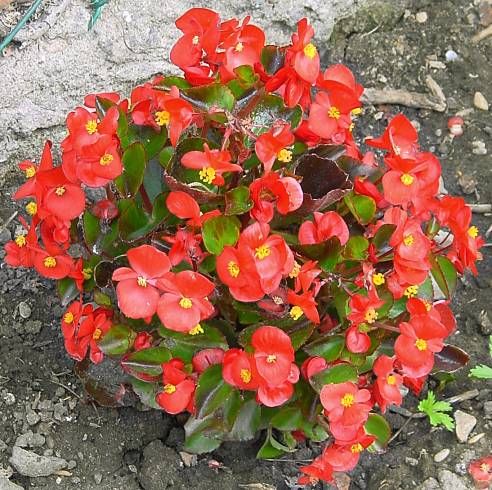 Begonia