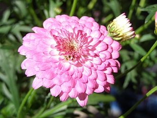 3714-argyranthemum-frutescens-kopretina-2