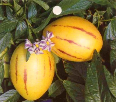 solanum_muricatum_2