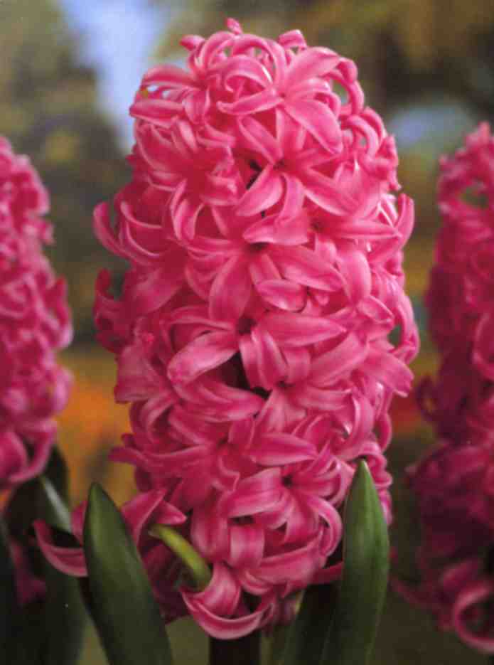 Hyacinthus Pink Pearl