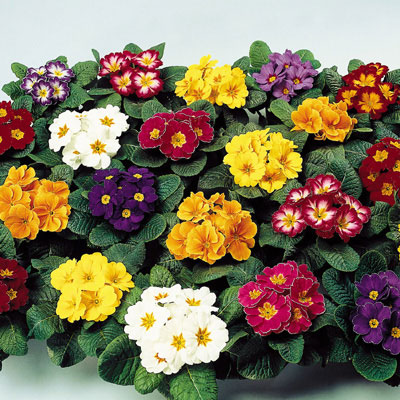 Primula-Aline-mix
