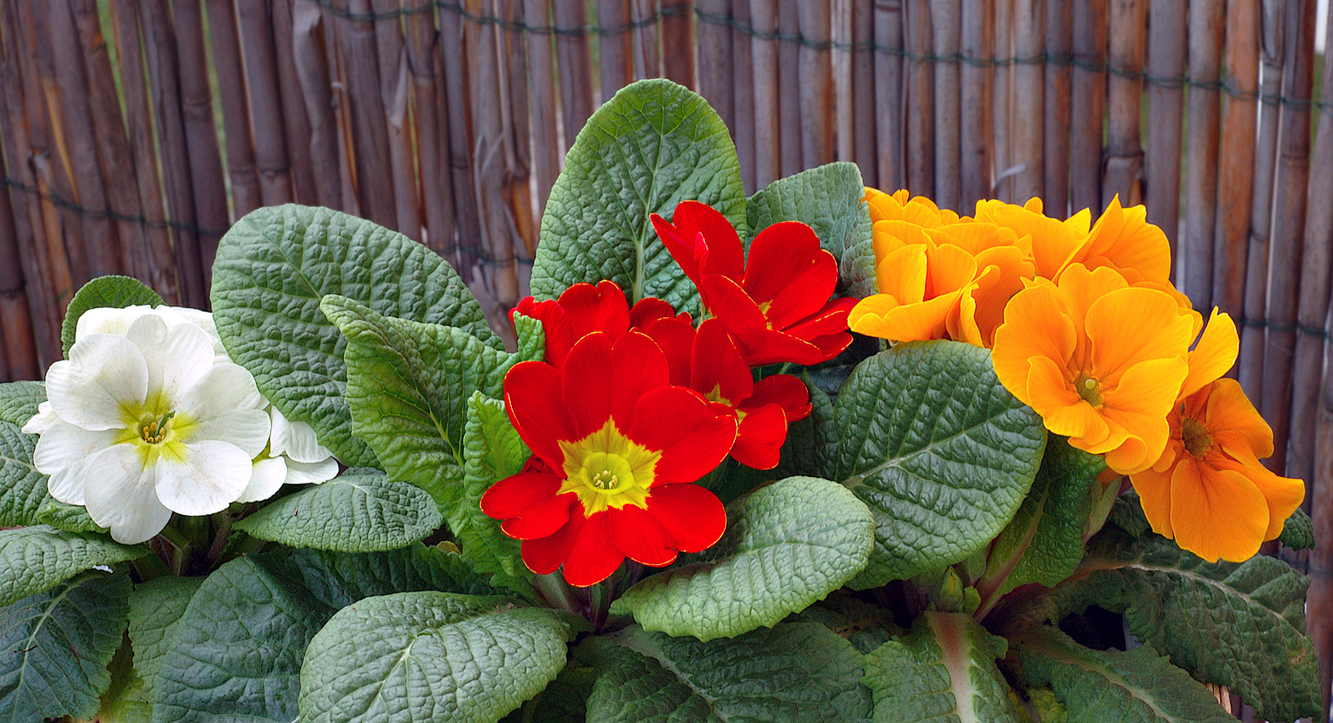Primulas_aka